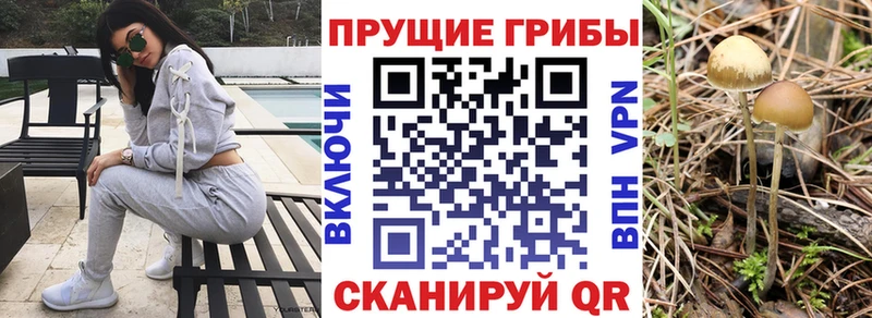 Псилоцибиновые грибы мицелий ОМГ ОМГ ссылка Ефремов